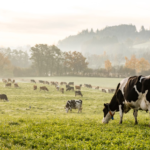 NAN Organic 2 – kompletna kompozycja składników* inspirowana doskonałością natury